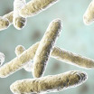 Bifidobacterium lactis oorsprong