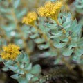 Rhodiola