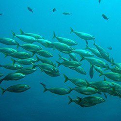 Peptides marins Nutrimea