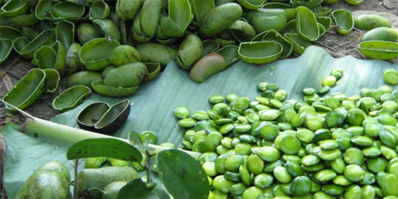 Griffonia Trouble Humeur