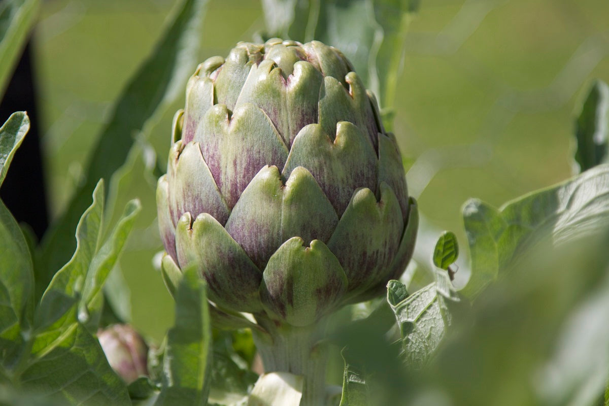 Artichaut (Cynara scolymus)