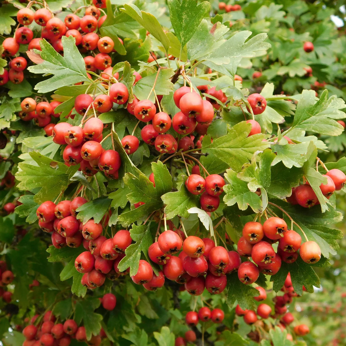 Aubépine Nutrimea