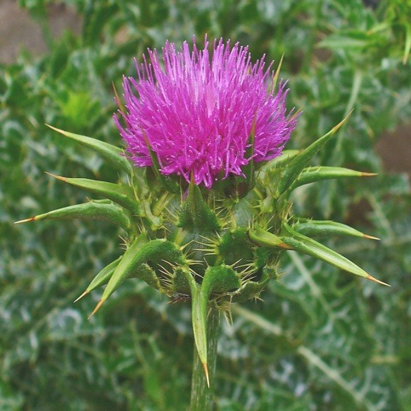 Chardon Marie Nutrimea