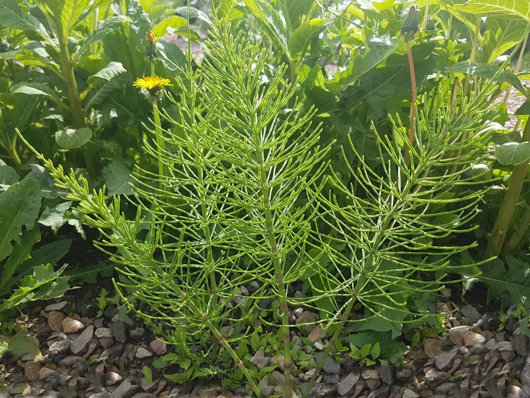 Glucosamine Reine des prés