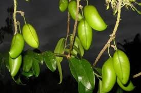 Griffonia pour le stress et l'anxiété : Une solution naturelle pour apaiser vos émotions