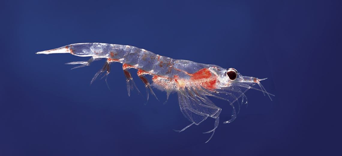 Krill Nutrimea