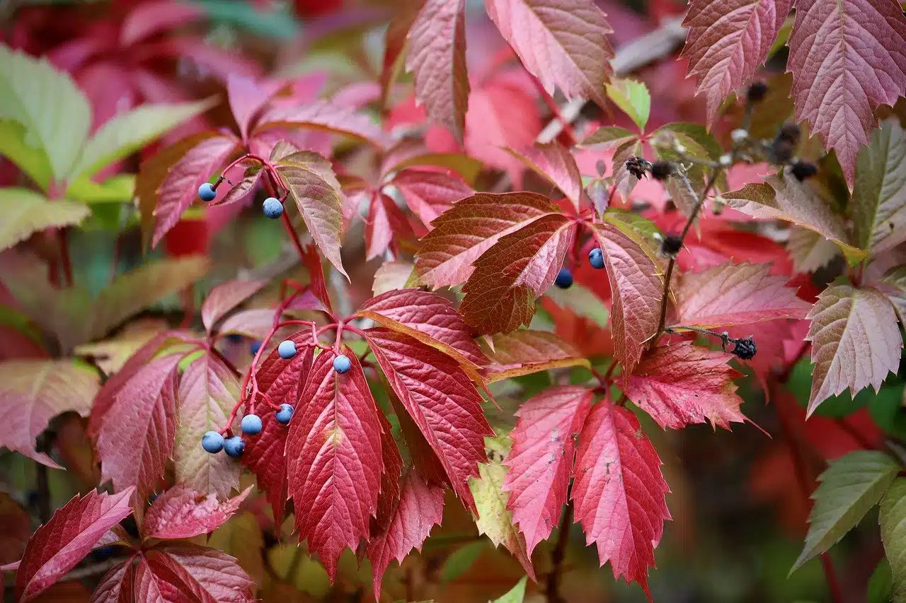 Vigne rouge Nutrimea