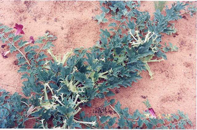 Harpagophytum Plante