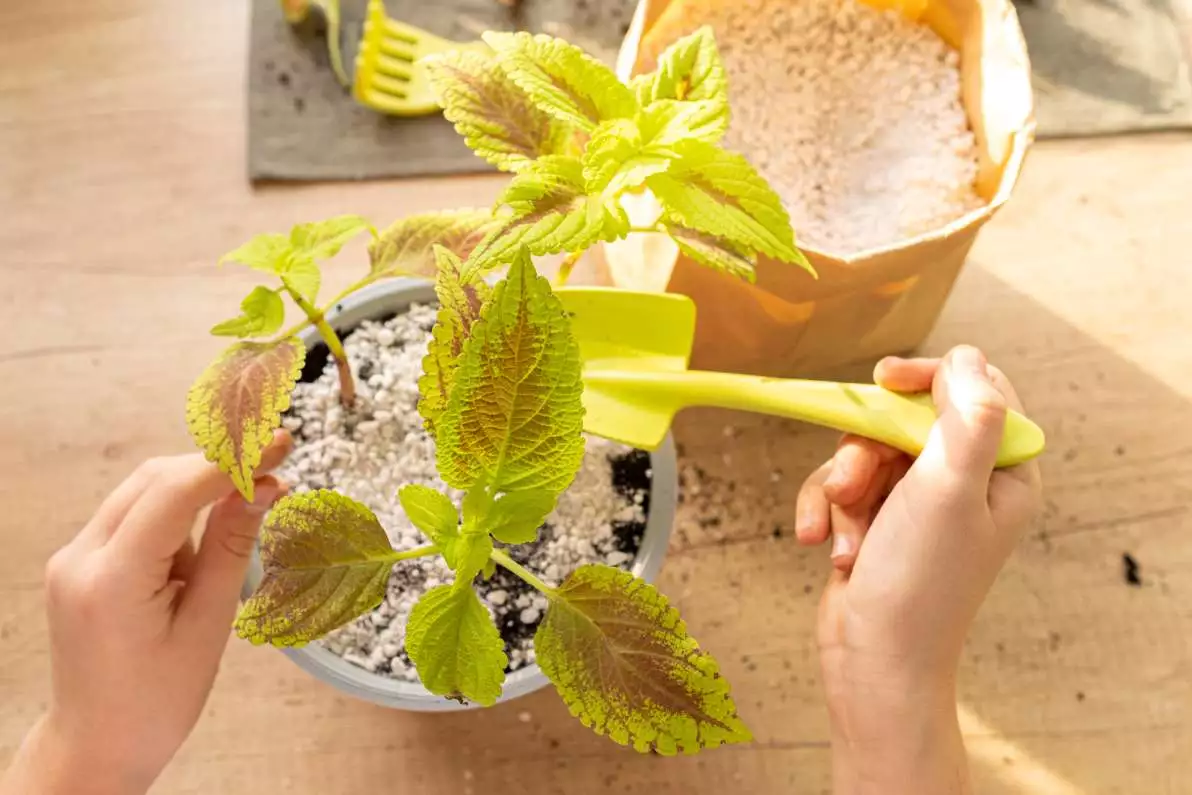 Personne s'occupant de ses plantes