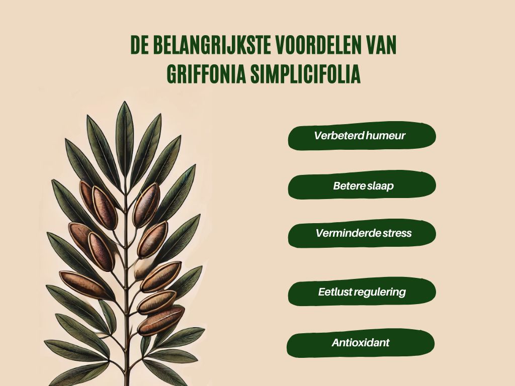 De belangrijkste voordelen van Griffonia Simplicifolia De belangrijkste voordelen van Griffonia Simplicifolia