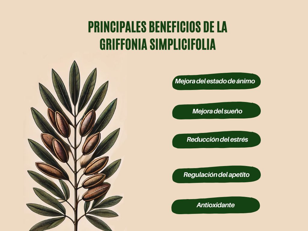 Principales beneficios de la Griffonia Simplicifolia Principales beneficios de la Griffonia Simplicifolia