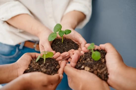 Mains portant des amas de terre avec une plante qui pousse
