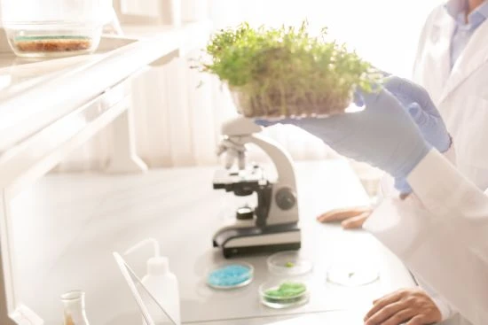 Plante dans un recipient portée par un scientifique