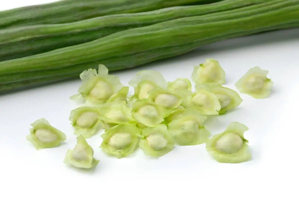 Haricots moringa entiers verts crus frais et graines sur fond blanc