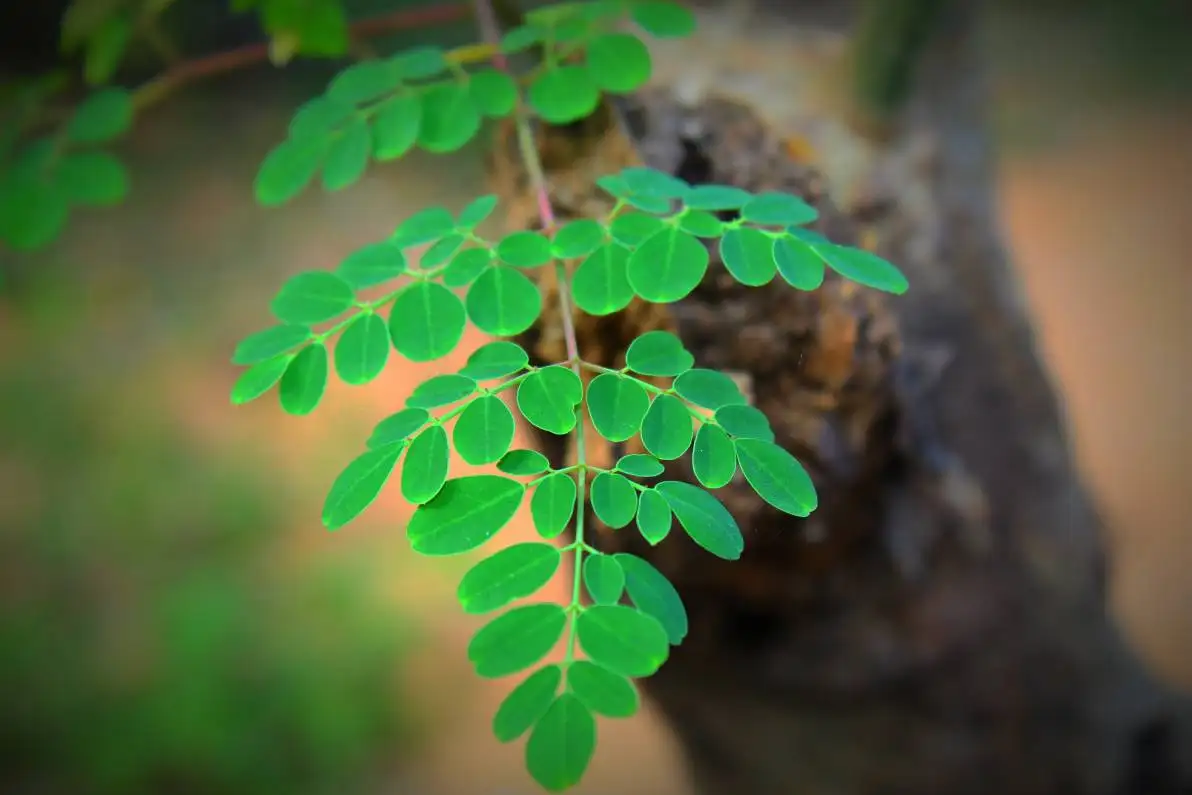 Feuilles sur une branche de moringa sur fond flou
Feuilles sur une branche de moringa sur fond flou