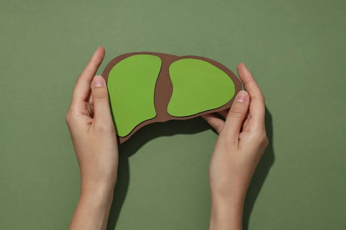 Foie en papier dans les mains sur fond vert, vue de dessus