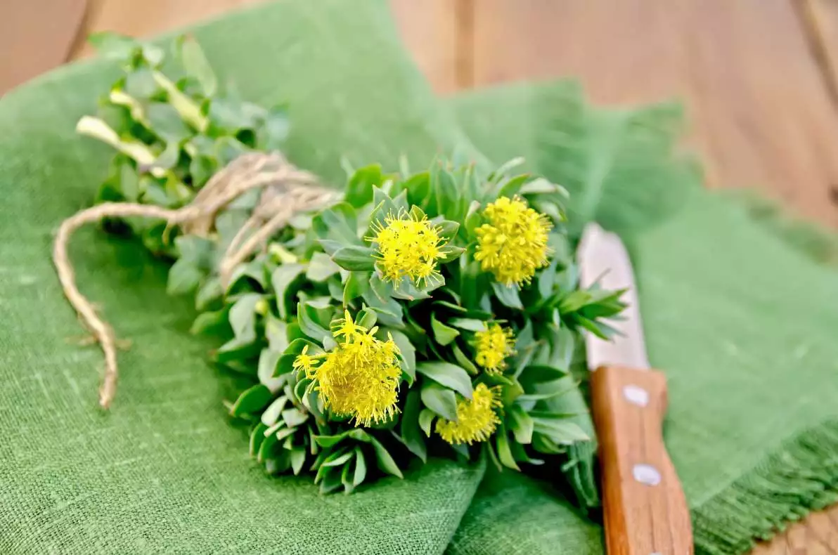 Fleurs de Rhodiola