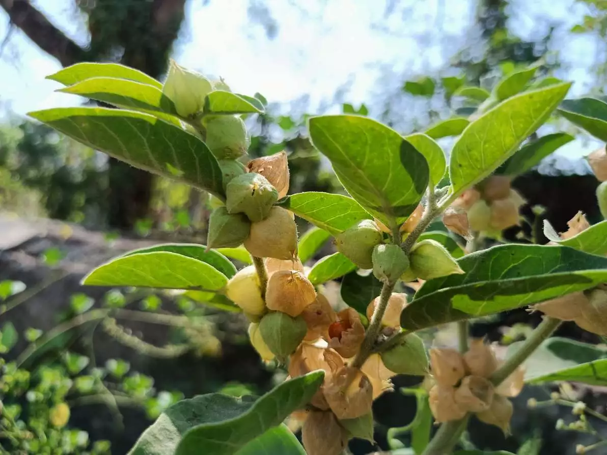 Plante somnifère