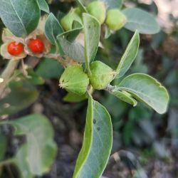 Ashwagandha