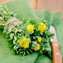 Rhodiola