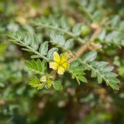 Tribulus