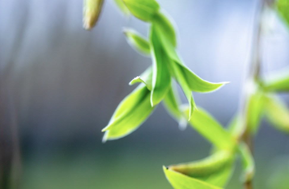 Feuilles de saule blanc